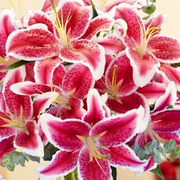 Blooming stargazer lilies in shades of deep pink with white-trimmed petals and speckled centers