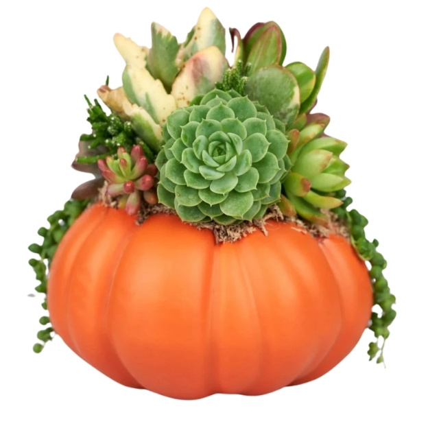 Green rosette succulents, red-tipped leaves, and trailing greenery fill an orange pumpkin-shaped planter.