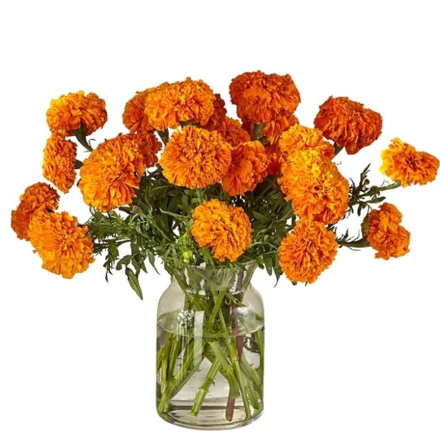 Bright orange marigold bouquet spreading above a clear glass jar against a white background.