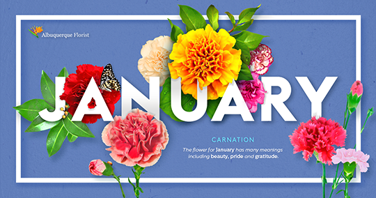 january-flower-carnation.png