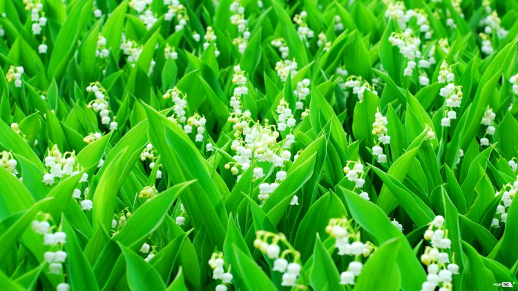 May Flower Lore: Lily of the Valley and Hawthorn - Farmers' Almanac - Plan  Your Day. Grow Your Life.