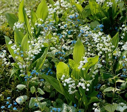 Stock and Lily of the Valley have a similar fragrance