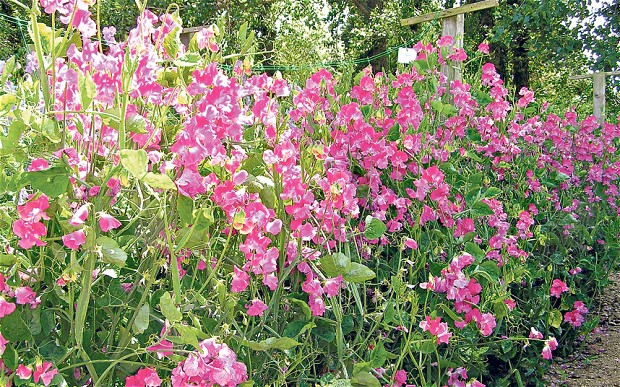 Larkspur has a similar look to Sweet Pea